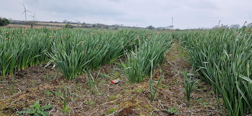 Daffodils rotting in the field with rubbish